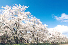 観音寺川の桜並木